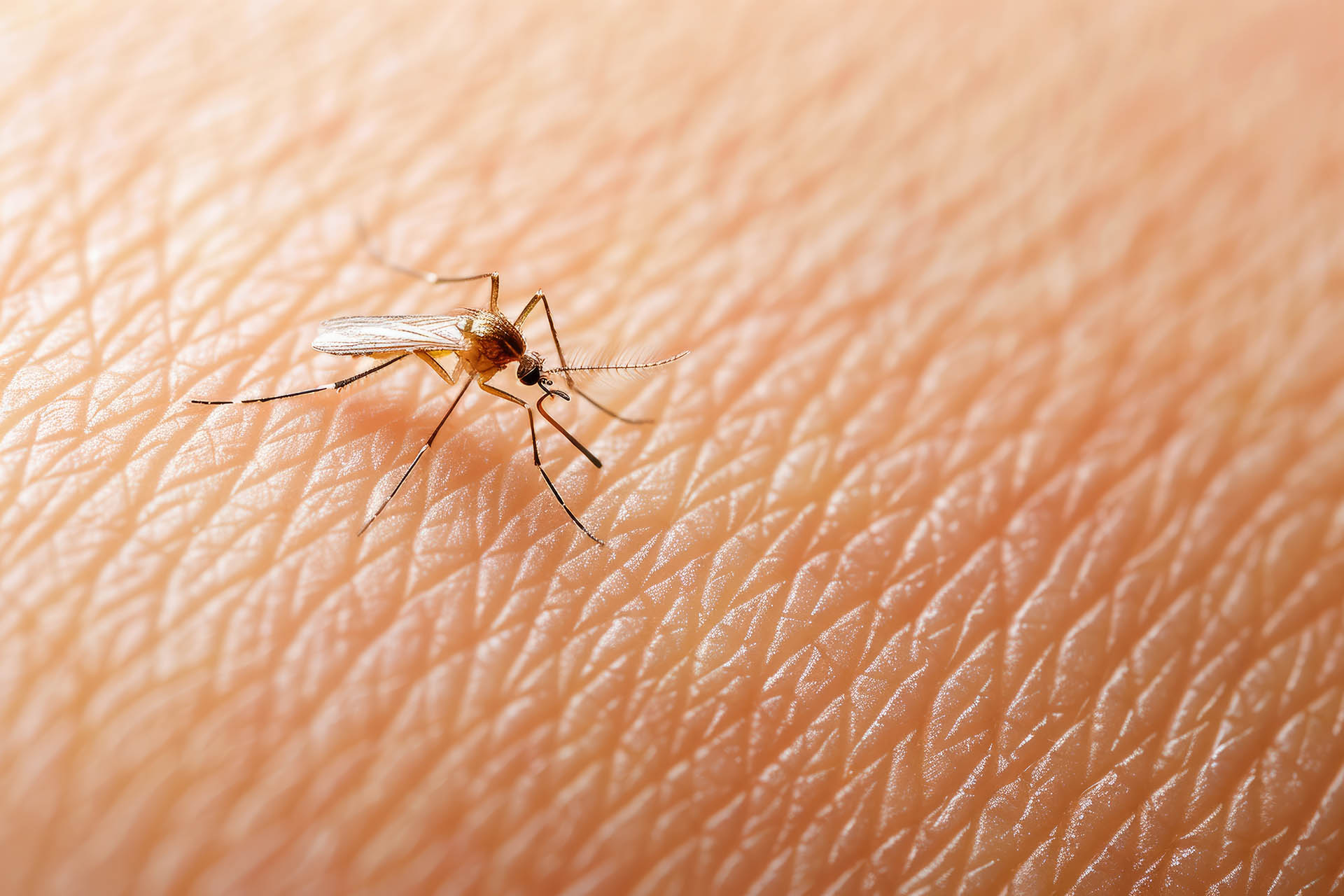 Mosquito da dengue